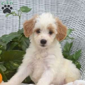 Angel, Mini Goldendoodle Puppy