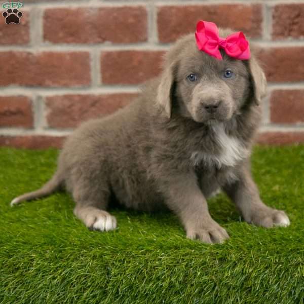 Angel, Newfoundland Puppy