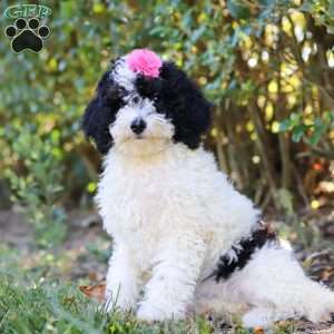 Angela, Mini Bernedoodle Puppy