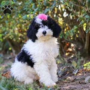 Angela, Mini Bernedoodle Puppy