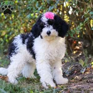 Angela, Mini Bernedoodle Puppy