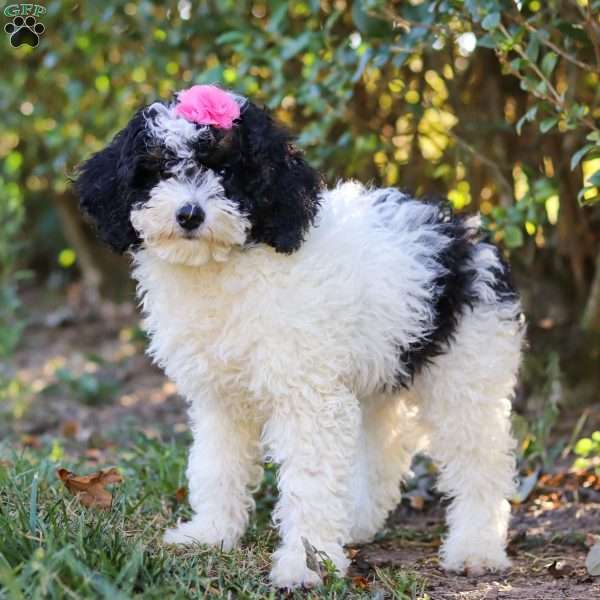 Angela, Mini Bernedoodle Puppy