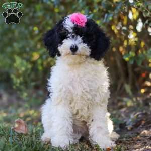 Angela, Mini Bernedoodle Puppy