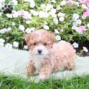 Angie, Bich-Poo Puppy