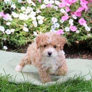 Angie, Bich-Poo Puppy