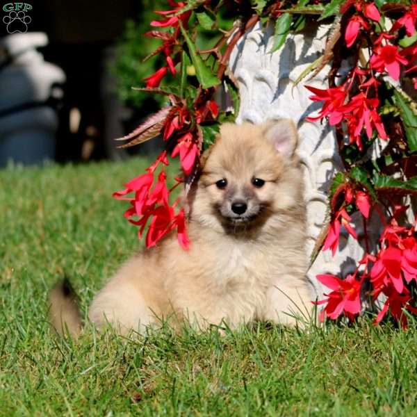 Anita, Pomeranian Mix Puppy