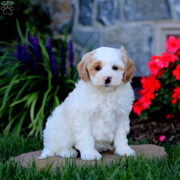 Anita, Cavapoo Puppy