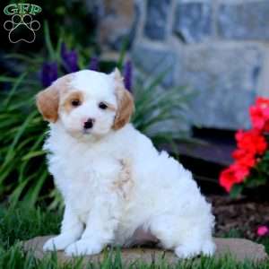 Anita, Cavapoo Puppy