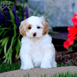 Anita, Cavapoo Puppy