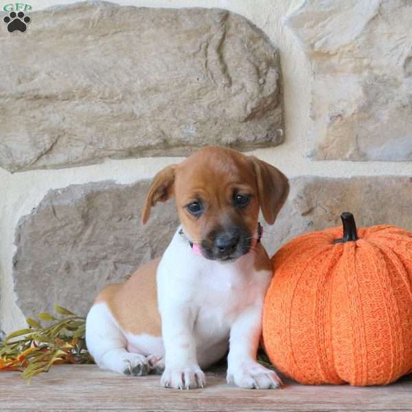 Anna, Jack Russell Terrier Puppy