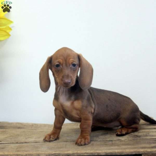 Anna, Dachshund Puppy