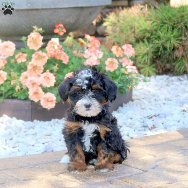 Anna, Mini Bernedoodle Puppy