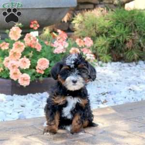 Anna, Mini Bernedoodle Puppy