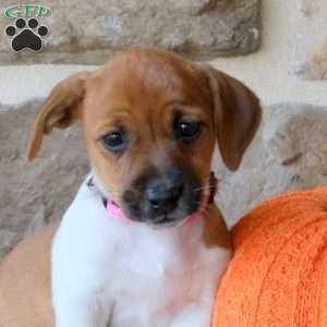 Anna, Jack Russell Terrier Puppy