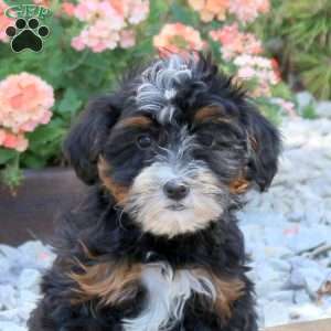 Anna, Mini Bernedoodle Puppy