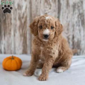 Annabelle, Mini Goldendoodle Puppy