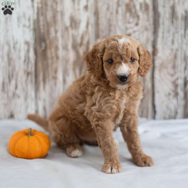 Annabelle, Mini Goldendoodle Puppy