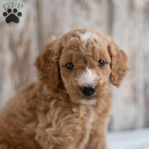 Annabelle, Mini Goldendoodle Puppy