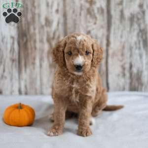 Annabelle, Mini Goldendoodle Puppy