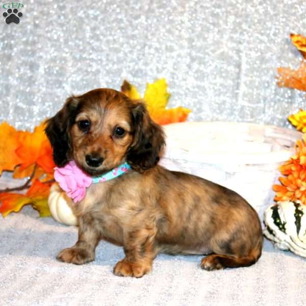 Annika – Mini, Dachshund Puppy