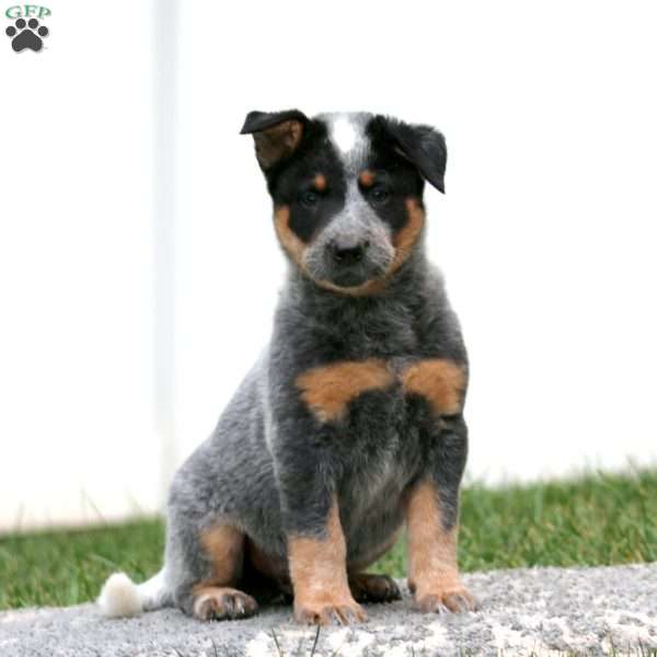 Anson, Blue Heeler – Australian Cattle Dog Puppy