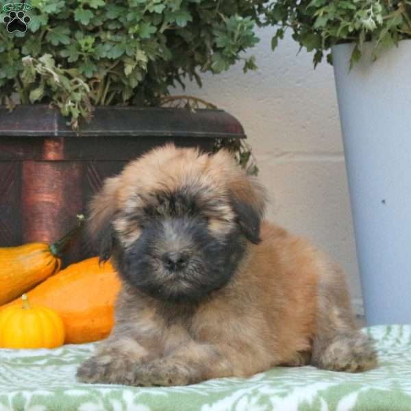 Apollo, Soft Coated Wheaten Terrier Puppy