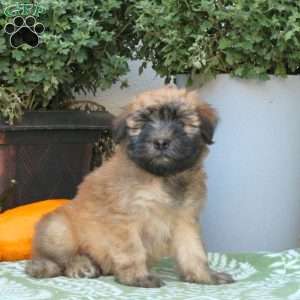 Apollo, Soft Coated Wheaten Terrier Puppy