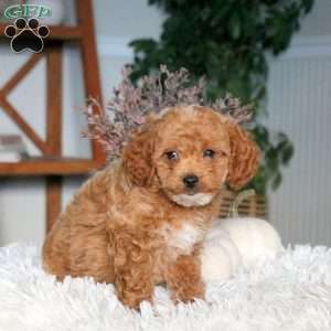 Apollo, Cavapoo Puppy