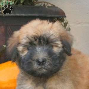 Apollo, Soft Coated Wheaten Terrier Puppy