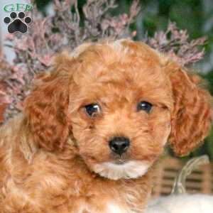 Apollo, Cavapoo Puppy