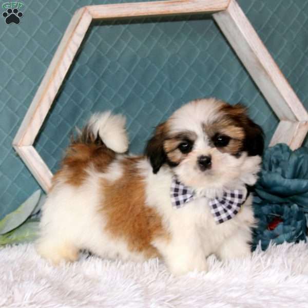 Apollo, Shih Tzu Puppy