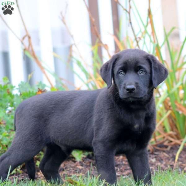 Apollo, Black Labrador Retriever Puppy