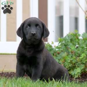 Apollo, Black Labrador Retriever Puppy