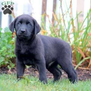 Apollo, Black Labrador Retriever Puppy