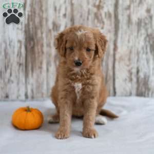 April, Mini Goldendoodle Puppy