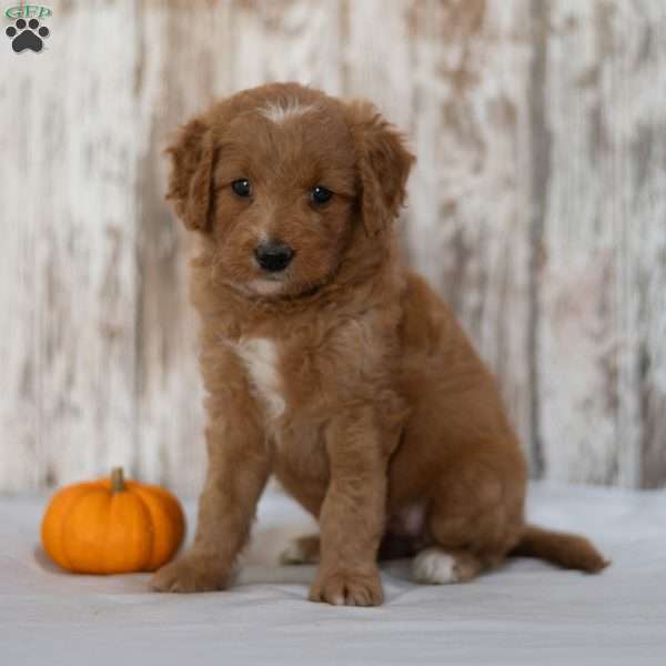 April, Mini Goldendoodle Puppy