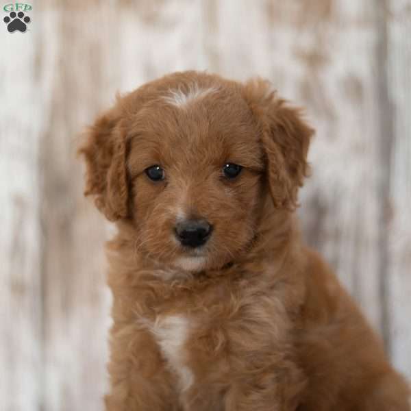 April, Mini Goldendoodle Puppy