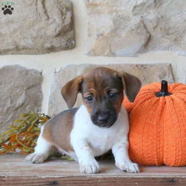 April, Jack Russell Terrier Puppy