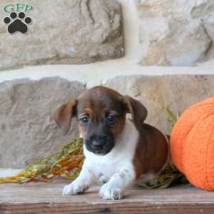April, Jack Russell Terrier Puppy