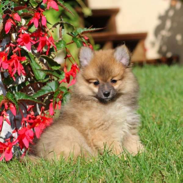 April, Pomeranian Mix Puppy