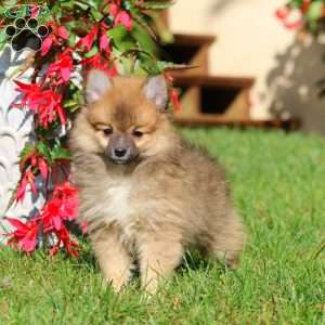 April, Pomeranian Mix Puppy