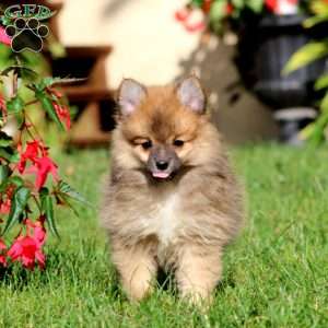 April, Pomeranian Mix Puppy