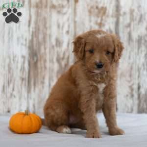 April, Mini Goldendoodle Puppy
