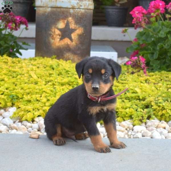 Archer, Rottweiler Puppy