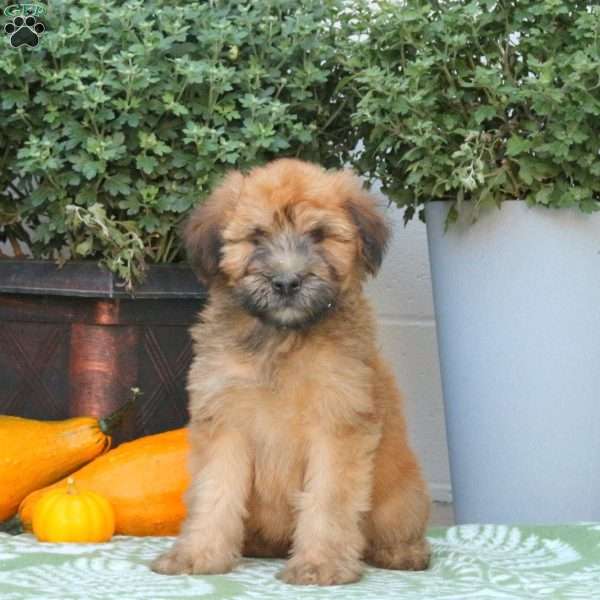 Archer, Soft Coated Wheaten Terrier Puppy
