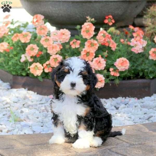Archer, Mini Bernedoodle Puppy