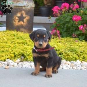 Archer, Rottweiler Puppy