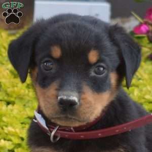 Archer, Rottweiler Puppy