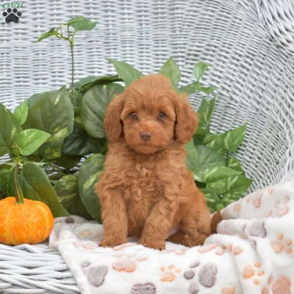 Archie, Mini Goldendoodle Puppy