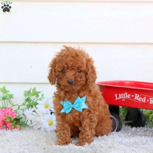 Archie, Cavapoo Puppy